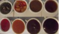 salsa sazonadoras